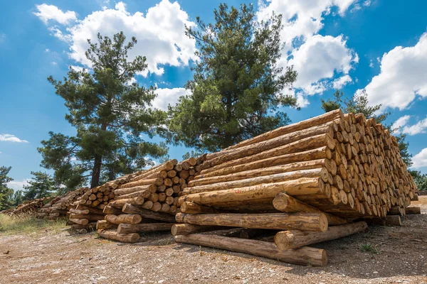 Сирі соснові деревні колоди — стокове фото