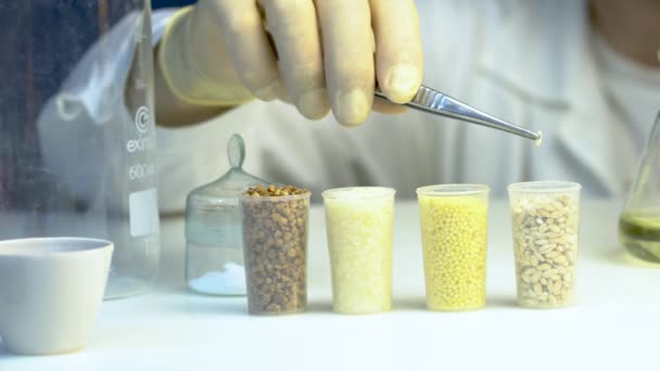 Investigación de cereales en el laboratorio. Asistente de laboratorio en un laboratorio de calidad alimentaria. — Vídeo de stock