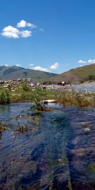Dağ nehrinin yakınındaki bir su birikintisinde bir inek sürüsü dağların arka planında, vadilerde..