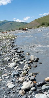 Dağ nehrinin yakınındaki bir su birikintisinde bir inek sürüsü dağların arka planında, vadilerde..