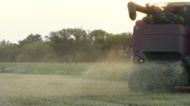Kırsal kesimlerde at sürerek sarı arpa saplarını keserek yavaşça birleştir. Tarlada çalışan tahıl hasatçısı buğday hasadı topluyor. Tarım ya da hasat kavramı. Yavaş çekim Ön görünümü kapat