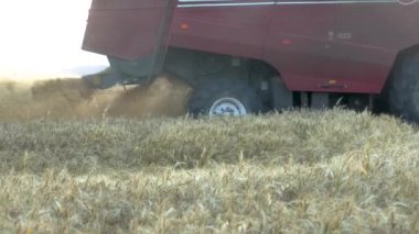 Kırsal kesimlerde at sürerek sarı arpa saplarını keserek yavaşça birleştir. Tarlada çalışan tahıl hasatçısı buğday hasadı topluyor. Tarım ya da hasat kavramı. Yavaş çekim Ön görünümü kapat