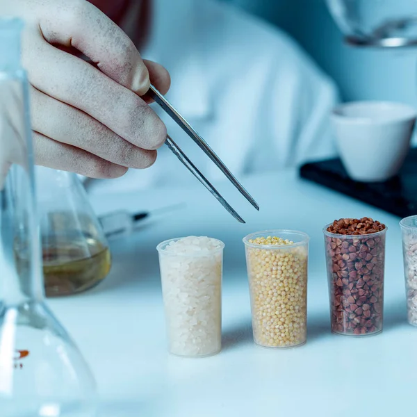 Assistente Laboratório Para Controlo Qualidade Alimentar Dos Cereais Várias Variedades — Fotografia de Stock