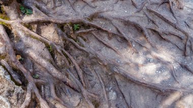 Photo Roots of old tree without ground - organic background