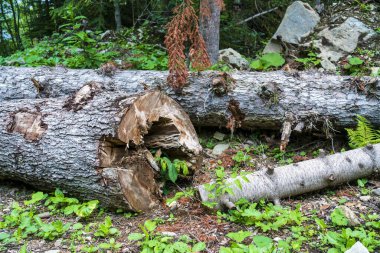 Photo cut trees in the old forest. nature reserve in the caucasus, russia