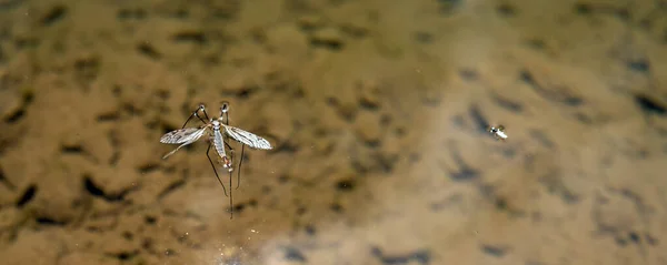 Insect Lies Surface Lake Crystal Clear Water Created Melting Snow — 图库照片