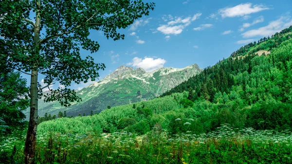Mountains North Ossetia Green Tree Beautiful Summer Landscapes Blue Sky — Stock Fotó