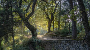 A beautiful alley in the Botanical Garden park with colorful trees and sunlight.