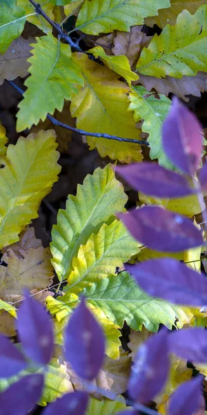 多色のカエデの葉が草の上に横たわる — ストック写真