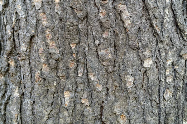 Détail Écorce Chêne Nom Latin Quercus Robur Fastigiata — Photo