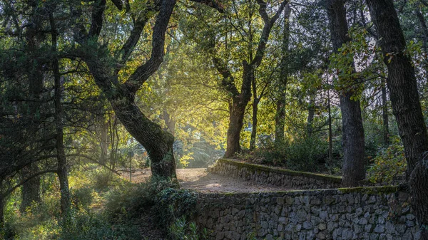 Beautiful Alley Botanical Garden Park Colorful Trees Sunlight — Fotografia de Stock