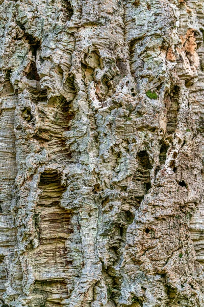 Close Bark Balsa Tree Texture — Stok fotoğraf