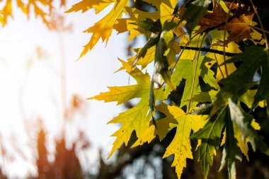 Autumn landscape with yellow trees and sun. Colorful foliage in the park. Natural background