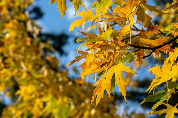 Autumn Landscape Yellow Trees Sun Colorful Foliage Park Natural Background — Stock Photo, Image