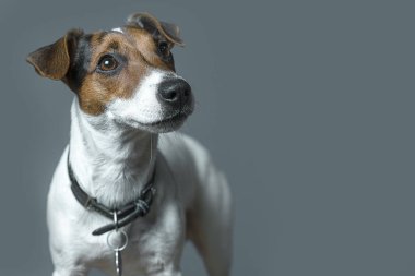 Jack Russell Terrier 'in gri arka plandaki fotoğraf stüdyosundaki resmi..