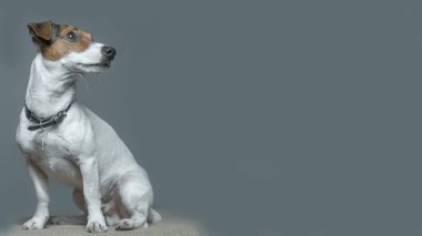 Jack Russell Terrier stüdyoda gri bir arka planda.