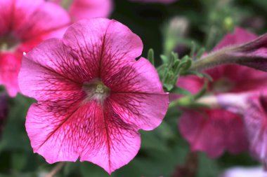 Yıllık renkli bir çiçek yazın çiçek açar.