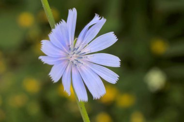 Mor kır çiçeği güzelliğini gözler önüne seriyor.