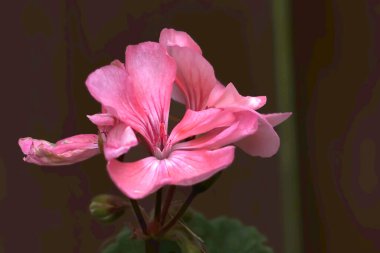 Pembe çiçek yüzeyinde yumuşak dalgalanmalar - yaz aylarında yanan çiçekler