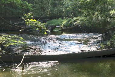 Sessiz ormanlık Yazın damlayan bir dereyle