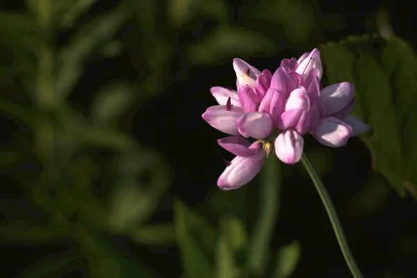 Flor Rosa Selvagem Tem Sua Própria Beleza Como Jasmim Colorido — Fotografia de Stock