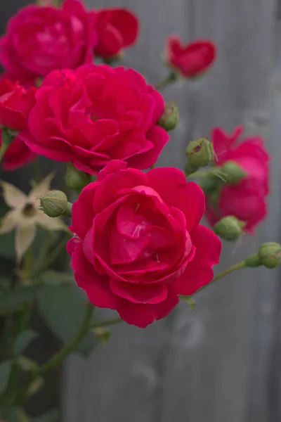 Rote Rosen Und Ihre Knospen Sind Eine Wahre Augenweide — Stockfoto