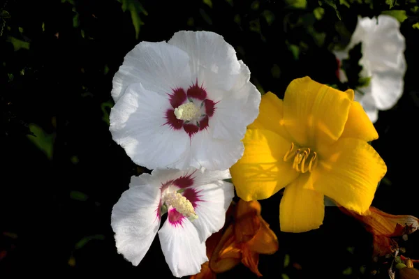 Liliomok Hibiszkuszok Együtt Próbálják Felkelteni Rovarok Figyelmét — Stock Fotó