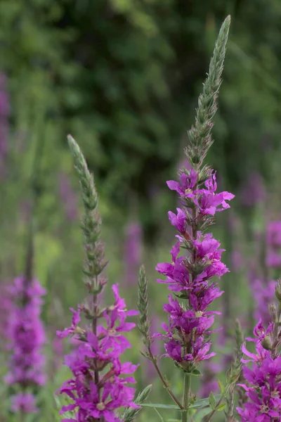 Flores Silvestres Rosadas Foco Con Brotes Altos Que Pronto Convertirán —  Fotos de Stock