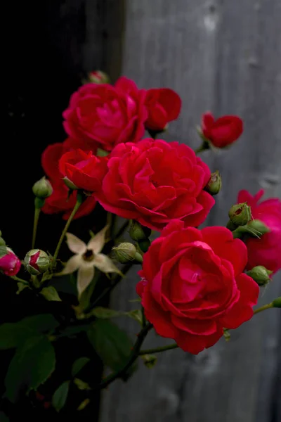 Cluster Red Roses Sticking Out Grab Attention — Stock Photo, Image