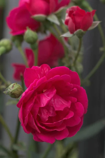 Фокусируйтесь Красной Розе Бутоном Ней — стоковое фото