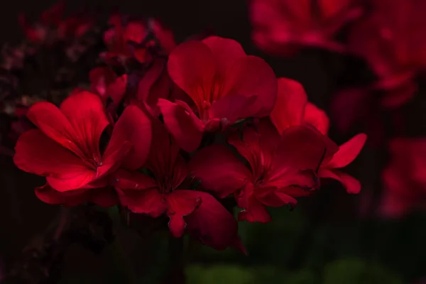 Conjunto Anuários Magenta Tem Seu Próprio Belo Mundo Atração — Fotografia de Stock