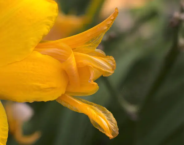 Близко Лепестку Лилии Желтом Цвете — стоковое фото