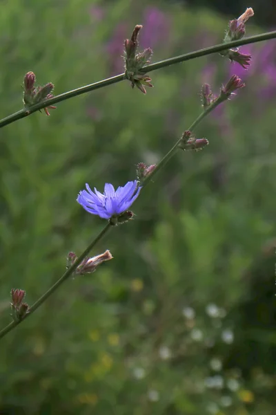 Osamělý Purpurový Květ Přežívá Letní Vedro Zatímco Jeho Sourozenci Jsou — Stock fotografie