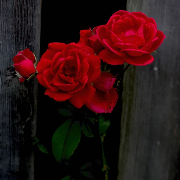 Dikkat çekmek için çitlerden dışarı sarkmış.