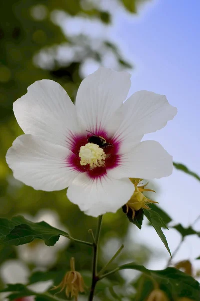 Por Mais Alto Que Hibisco Branco Não Importa Para Abelha — Fotografia de Stock