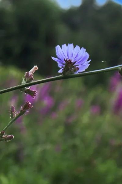 Muitas Coisas Acontecem Quando Ele Persegue Uma Planta Flores Silvestres — Fotografia de Stock