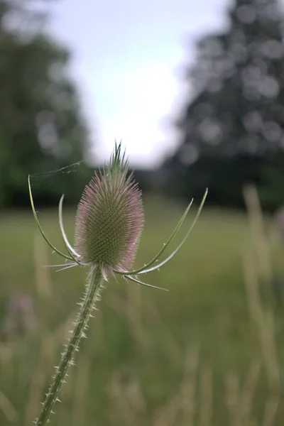 Homes Can Built Anywhere Spiders Using Wildflower Its Temporary Home — Stock Photo, Image