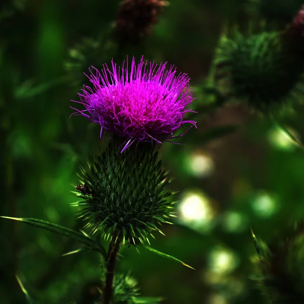 Pink Strings Flower Green Base Wildflower Beauty — Stock Photo, Image