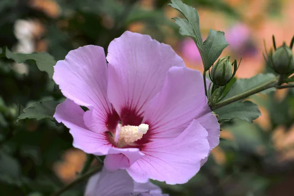 Rózsaszín Hibiszkusz Előrenyomul Hátrahagyva Haverjait — Stock Fotó