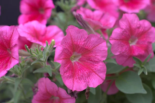 Κόκκινο Εσωτερικό Ροζ Σχέδιο Φύση Έχει Σχεδιασμό Της Λουλούδια — Φωτογραφία Αρχείου