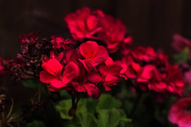 Tam yaz mevsiminde arıları cezbetmeye çalışmak.