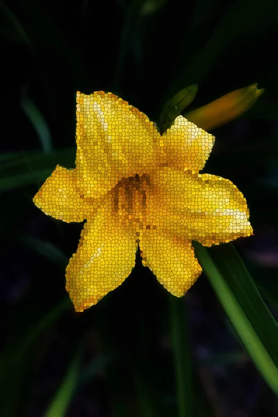 Lírio Amarelo Grande Dividido Pequenos Pedaços — Fotografia de Stock