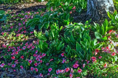 Beautiful lush green park with flowers everywhere - Thunder Bay, ON, Canada