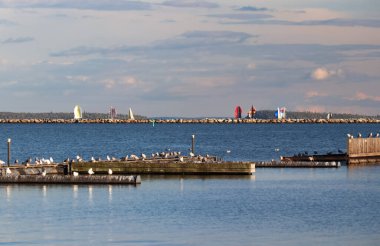 Martılar kıyılara hakim - Thunder Bay Marina, Ontario, Kanada