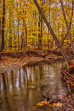 Sonbahardan beri her yer sarıya boyanmış. Merkez Ontario, Kanada 'da sonbahar.
