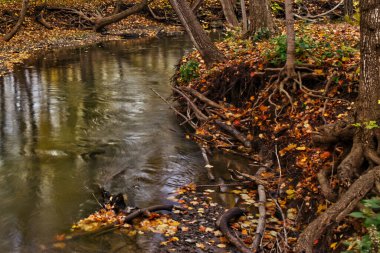 Altın yapraklar suyun yanındaki köklere yapışır - Kanada, Ontario 'ya düşer