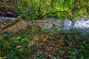 Ağaç, sonbaharda akan nehri selamlamak için eğildi.