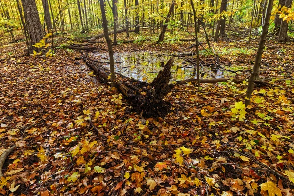 Ormanın Ortasında Küçük Bir Gölet Orta Ontario Kanada — Stok fotoğraf