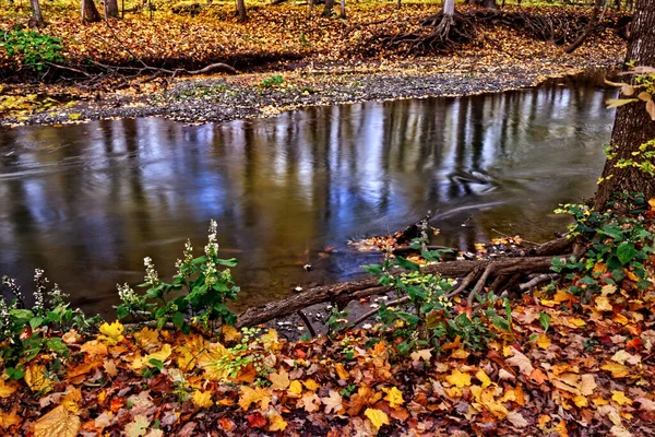 Millions Golden Leaves Fill Forest Floor River Banks Fall Central — Stock Photo, Image