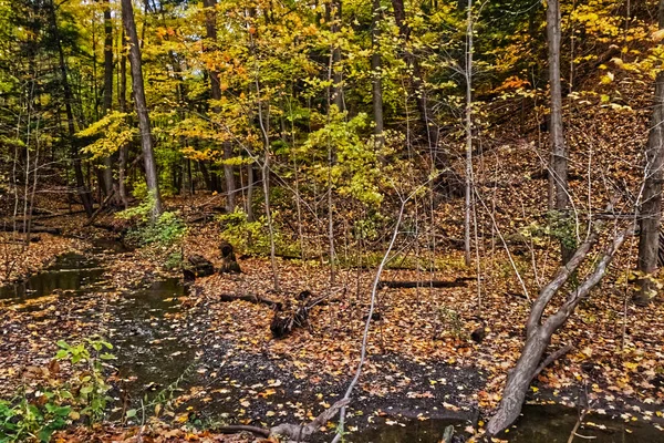 Вода Річці Золоте Листя Змагаються Увагу Падіння Центральній Частині Онтаріо — стокове фото